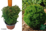 Туя западная Тедди (Thuja occidentalis Teddy) С2х