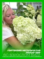 Гортензия метельчатая Полар Бир