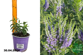 вероника блю бомб с2