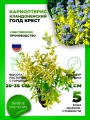 Кариоптерис кландоненский Голд Крест