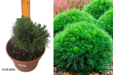 Сосна горная Варелла (Pinus mugo Varella) С5