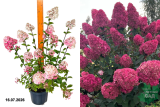 Гортензия метельчатая Самарская Лидия (Hydrangea paniculata Samarskya Lydia) С3