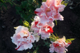 Роза японской селекции Каната (Rosa Japanese Kanata)ОКС