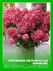 Гортензия метельчатая Бонфайр