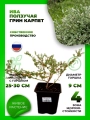 Ива ползучая Грин Карпет