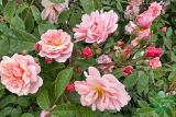 Роза мускусный гибрид Корнелия (Rosa Hybrid Musk Cornelia) ОКС