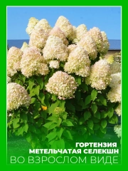 Гортензия метельчатая Селекшн
