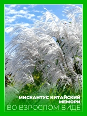 Мискантус китайский Мемори