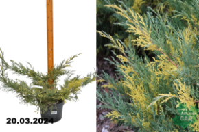 Можжевельник средний Блю энд Голд (Juniperus media Blue and Gold С5