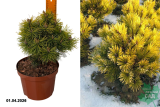 Сосна горная Винтерсонн (Pinus mugo Wintersonne) С4