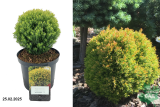 Туя западная Анниек (Thuja occidentalis Anniek) С2,5