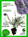 Буддлея очереднолистная Юник