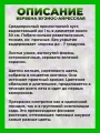 Вербена бонарская (буэнос-айресская)
