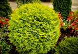 golden-globe-thuja-1