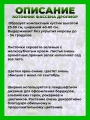 Котовник Фассена Дропмор