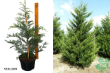 Купрессоципарис Лейланда Кастевеллан (Cupressocyparis leylandii Castlewellan) С7,5 х