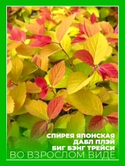 Спирея японская Дабл Плей Биг Бэнг Трейси