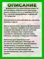 Жимолость Гекрота Американ Бьюти