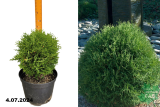 Туя западная Тайни Тим (Thuja occidentalis Tiny Tim) С7,5