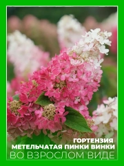 Гортензия метельчатая Пинки Винки