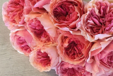 Роза японской селекции Каоликазали (Rosa Japanese Kaolikazali) ОКС