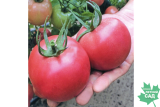 Томат Бокеле Р9