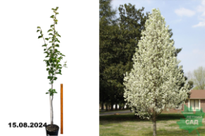 Груша каллериана Шантеклер С7,5