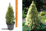 Ель канадская Дэйзи Вайт (Picea glauca Daisys White) С5