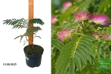 Альбиция ленкоранская (Albizia julibrissin) С3 лс