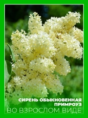 Сирень обыкновенная Примроуз