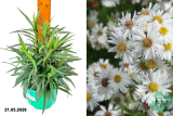 Астра новобельгийская Аден (Aster novi-belgii Aden) С2 фл