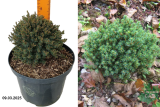 Ель канадская Блу Планет (Picea glauca Blue Planet) С5