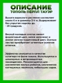 Тополь дельтовидный Перпл Тауэр