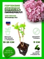 Гортензия древовидная Мэджикал Пинкербелл