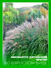 Мискантус китайский Кратер