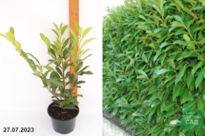 Лавровишня обыкновенная кавказкая С3