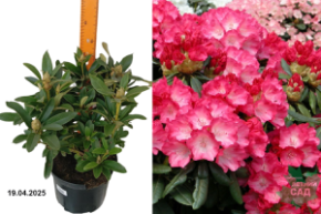 Rhododendron yakushimanum Fantastica