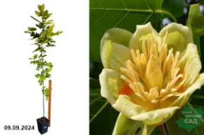 Liriodendron Tulipifera