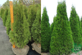Туя западная Смарагд 100-120см (Thuja occidentalis Smaragd) ком