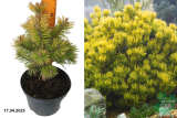 Сосна горная Винтер Голд (Pinus mugo Winter Gold) С2