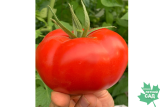 Томат Гилгал Р9