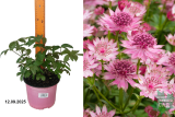 Астранция крупная Пинк Прайд (Astrantia major Pink Pride) С2 лс