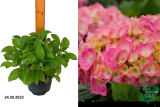 Гортензия крупнолистная Окская весна (Hydrangea macrophylla Okskaya Vesna) С3