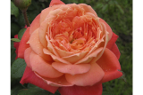 Роза флорибунда Квин оф Хартс (Rosa Hybrid Tea Queen of Hearts) ОКС