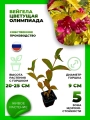 Вейгела цветущая Олимпиада