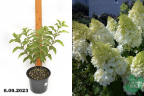 Гортензия метельчатая Полар Бир С3