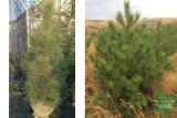 Сосна Крымская (Pinus pallasiana) 140-170 С40