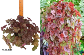 гейхерела каскад