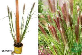 пениссетум рэд хэд