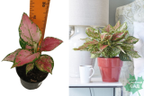Аглаонема Пинк (Aglaonema Pincut) Р9